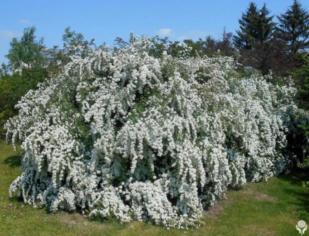 88c34063-1139-11f0-8918-246e9611e8f6-1