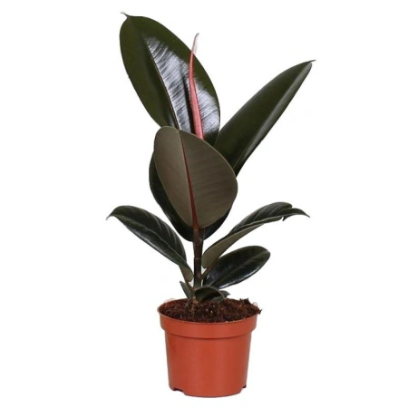 5e422a38-84a3-11ef-8911-246e9611e8f6-1