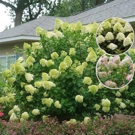 30eb3272-a33e-11eb-93b3-005056c00008-1