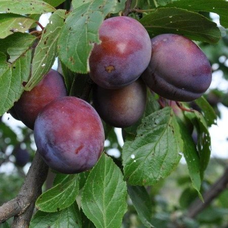 d9553699-55af-11f0-891a-246e9611e8f6-1 d9553699-55af-11f0-891a-246e9611e8f6-1