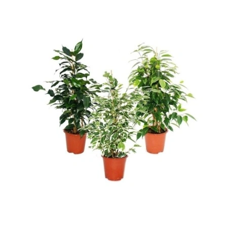 ee73f413-7726-11ef-8911-246e9611e8f6-1