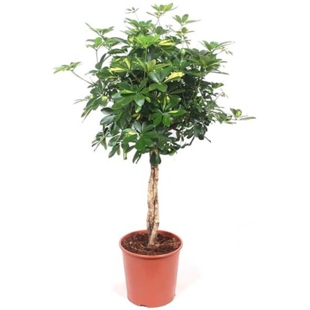 f199dedb-7e07-11ee-ae0a-001e673ebdea-1