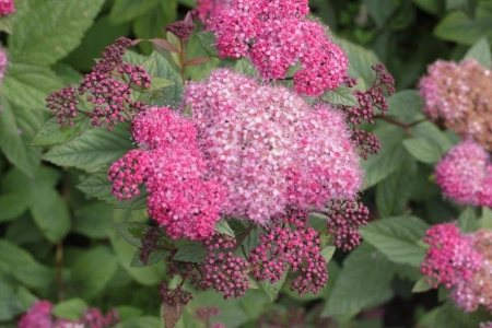 56549d2b-1139-11f0-8918-246e9611e8f6-1