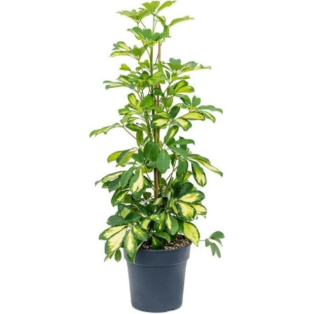 shefflera_kompakta_perepletennaya_schefflera_compacta_twisted_stem_75_20