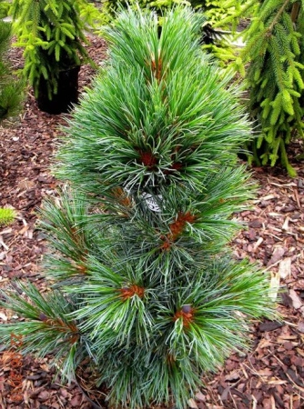 b821bc9a-c28e-11ef-8915-246e9611e8f5-1