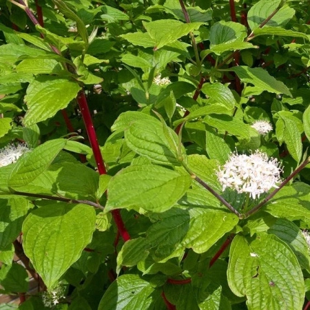 bec26504-4f0e-11ef-8910-246e9611e8f6-1