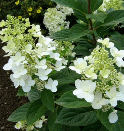 f6b044c6-112a-11f0-8918-246e9611e8f6-1