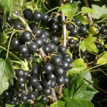 f0bbfc09-a9b4-11eb-93b3-005056c00008-2