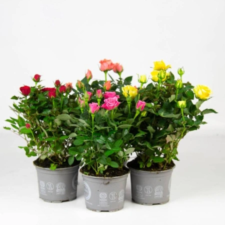 95f7159b-7e10-11ee-ae0a-001e673ebdea-1