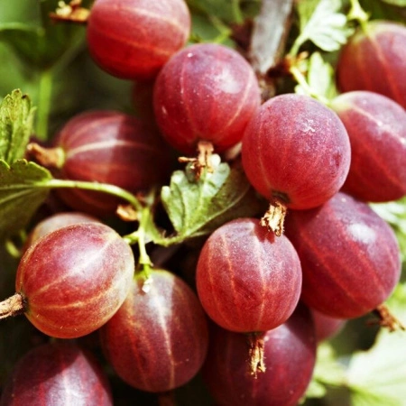 42dc79c3-1b88-11f0-8918-246e9611e8f6-1