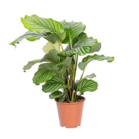 9a8a2309-54be-11ef-8910-246e9611e8f6-1