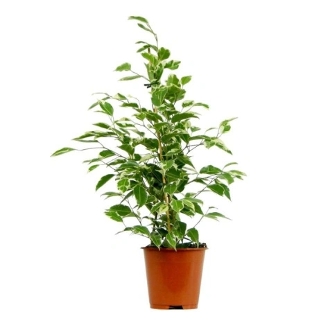 413871dc-96b7-11ef-8912-246e9611e8f7-1