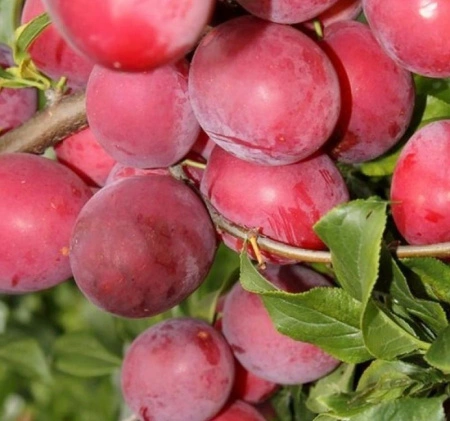 1e9b1ff6-20d8-11f0-8918-246e9611e8f6-1 1e9b1ff6-20d8-11f0-8918-246e9611e8f6-1