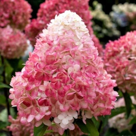 24622fd3-df3b-11ed-97e3-001e673ebdea-1