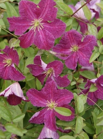 9a965648-ffee-11ef-8915-246e9611e8f5-1