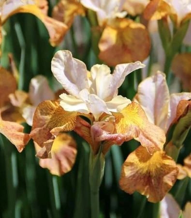 0bd33682-ffe6-11ef-8915-246e9611e8f5-1