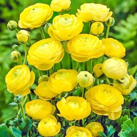 a6c1c2c6-ca4c-11e0-ab72-00500454e615-1