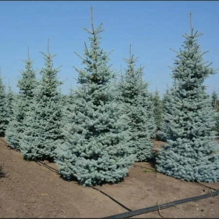 f4c95ed7-107b-11e7-b683-001e673ebdea-1