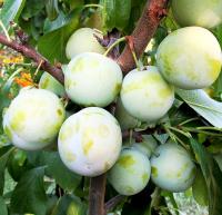 d3b72c35-202c-11f0-8918-246e9611e8f6-1