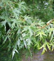 bd4a2770-114b-11f0-8918-246e9611e8f6-1