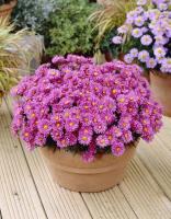 36165305-61ef-11e1-960d-00500454e615-1