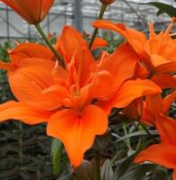 f4259edb-1bd3-11e8-9db1-005056c00008-1