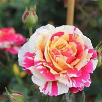 e24894f6-361f-11ef-890e-246e9611e8f7-1