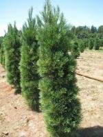 ccfeaa53-d505-11f0-891e-246e9611e8f6-1