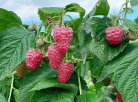 07cc4113-badc-11f0-891d-246e9611e8f7-1