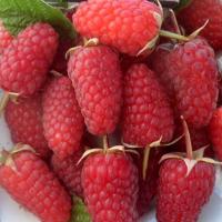 947e19ab-1257-11f1-8924-246e9611e8f6-1