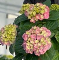 84ce5f1a-da2c-11eb-a954-005056c00008-1