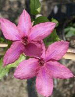 e354e97b-ffef-11ef-8915-246e9611e8f5-1