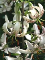 5636499e-83e6-11e2-8ea8-00500454e615-1