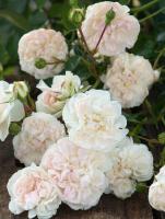 829e96c4-4034-11ef-8910-246e9611e8f6-1