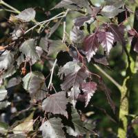 a9c72f0a-707b-11ed-be6f-001e673ebdea-1