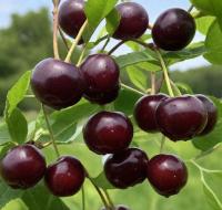 0bc7c140-be3f-11f0-891d-246e9611e8f7-1