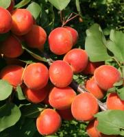 7408c2ec-f3b6-11f0-8923-246e9611e8f6-1