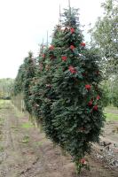 5e652bb6-d24a-11ef-8915-246e9611e8f5-1