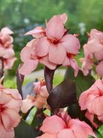 81dc92ab-44ed-11e9-ab7c-005056c00008-1