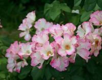 8f697201-2434-11e8-9db1-005056c00008-1