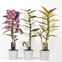 0fcb0eaf-d226-11ee-890a-246e9611e8f5-1