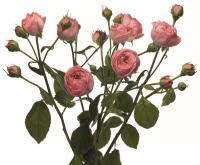 6638f02c-bf24-11ed-a8e7-001e673ebdea-1