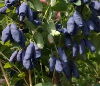 2a6059ba-b8b9-11f0-891d-246e9611e8f7-1