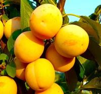 de06ef86-bec8-11f0-891d-246e9611e8f7-1