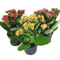 1e329bec-7e10-11ee-ae0a-001e673ebdea-1