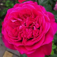 8aa09975-bf25-11ed-a8e7-001e673ebdea-1