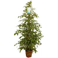 27-170-golden-king-red-800x800