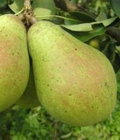 a965833a-cc0a-11ef-8915-246e9611e8f5-1