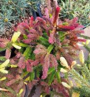 c87f6ade-d116-11f0-891e-246e9611e8f6-1