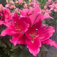 df04b000-c445-11e4-8b60-001e673ebdea-1